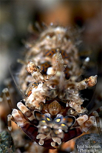 Phyllognathia simplex shrimp by Iyad Suleyman 